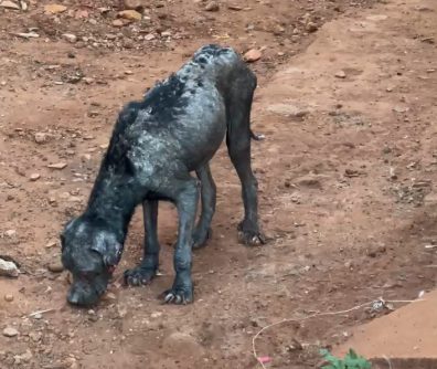 Cão resgatado durante o processo de tratamento